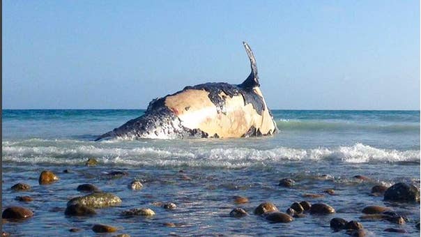 A Massive Dead Whale Washed Up At Lowers - Surfer