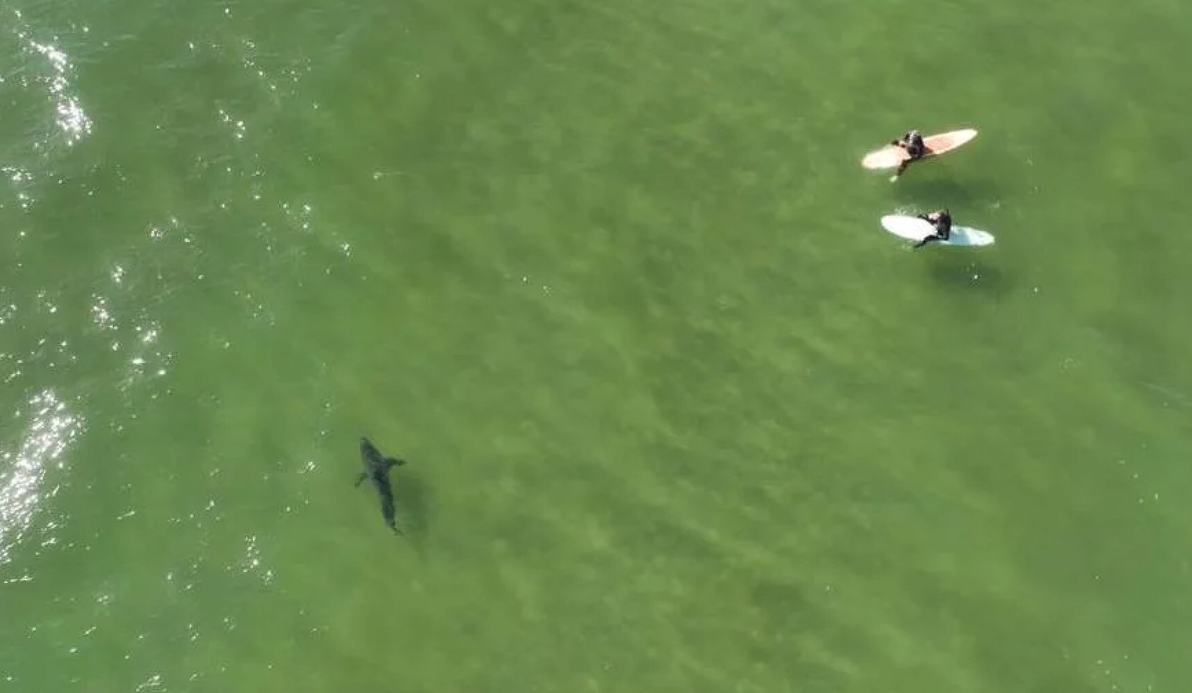Video: Great White Shark Cruises Lineup with Surfers at Pismo Beach ...