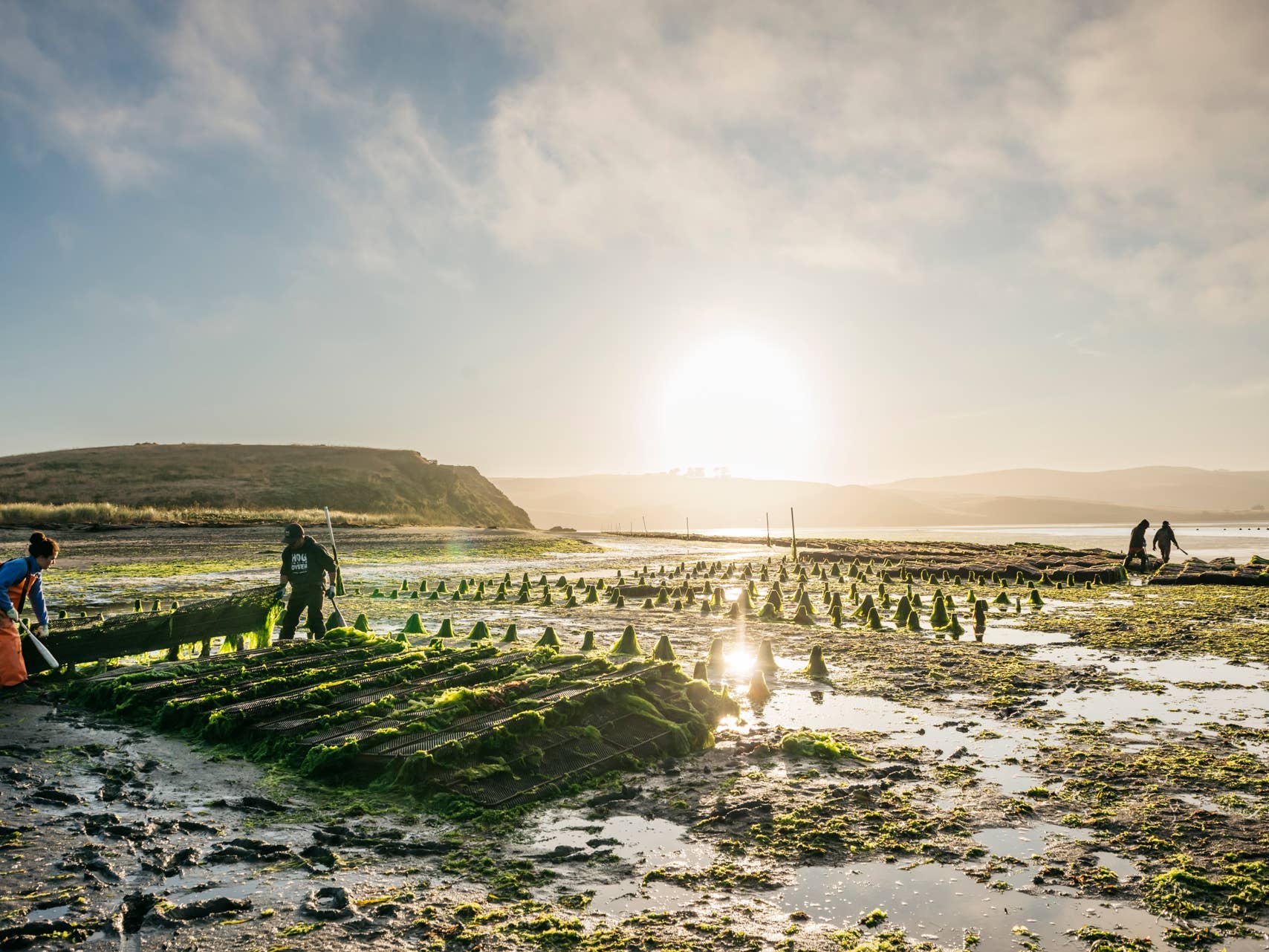 Hog Island Oyster Co: Jobs, Food, & Reversing Climate Change - Surfer