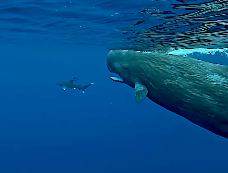 Whales “Protect” Diver from Bloodthirsty Shark (Video) - Surfer
