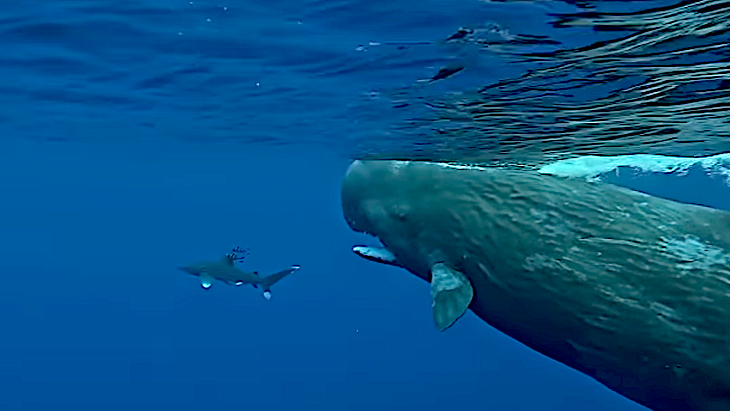 Whales “Protect” Diver from Bloodthirsty Shark (Video) - Surfer