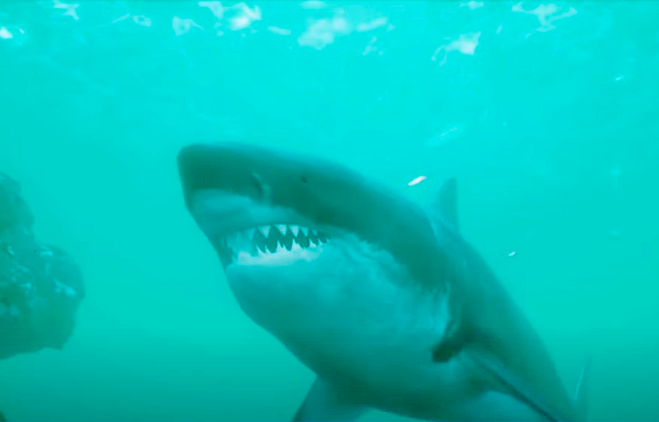 ‘My Head Was Inside Its Mouth’: Man Survives Shark Attack - Surfer