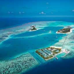 Why Some Coral Reefs Bounce Back While Others Slowly Collapse