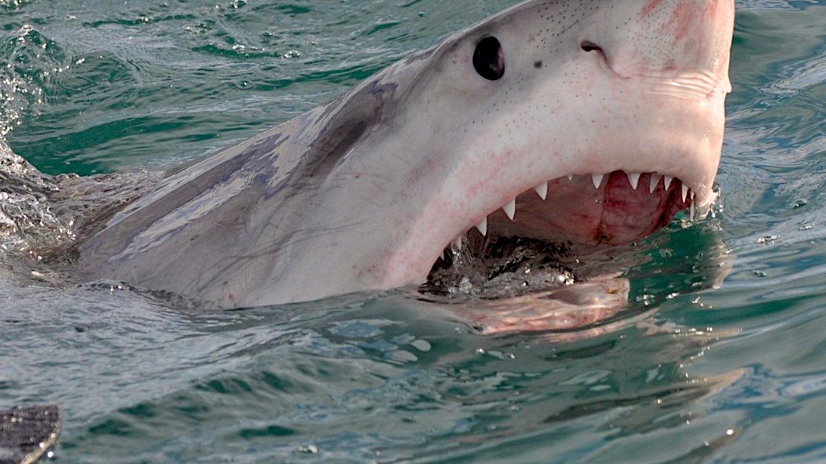 Big Shark Mauls Surfer in Northern California: 'I Can't Die' - Surfer