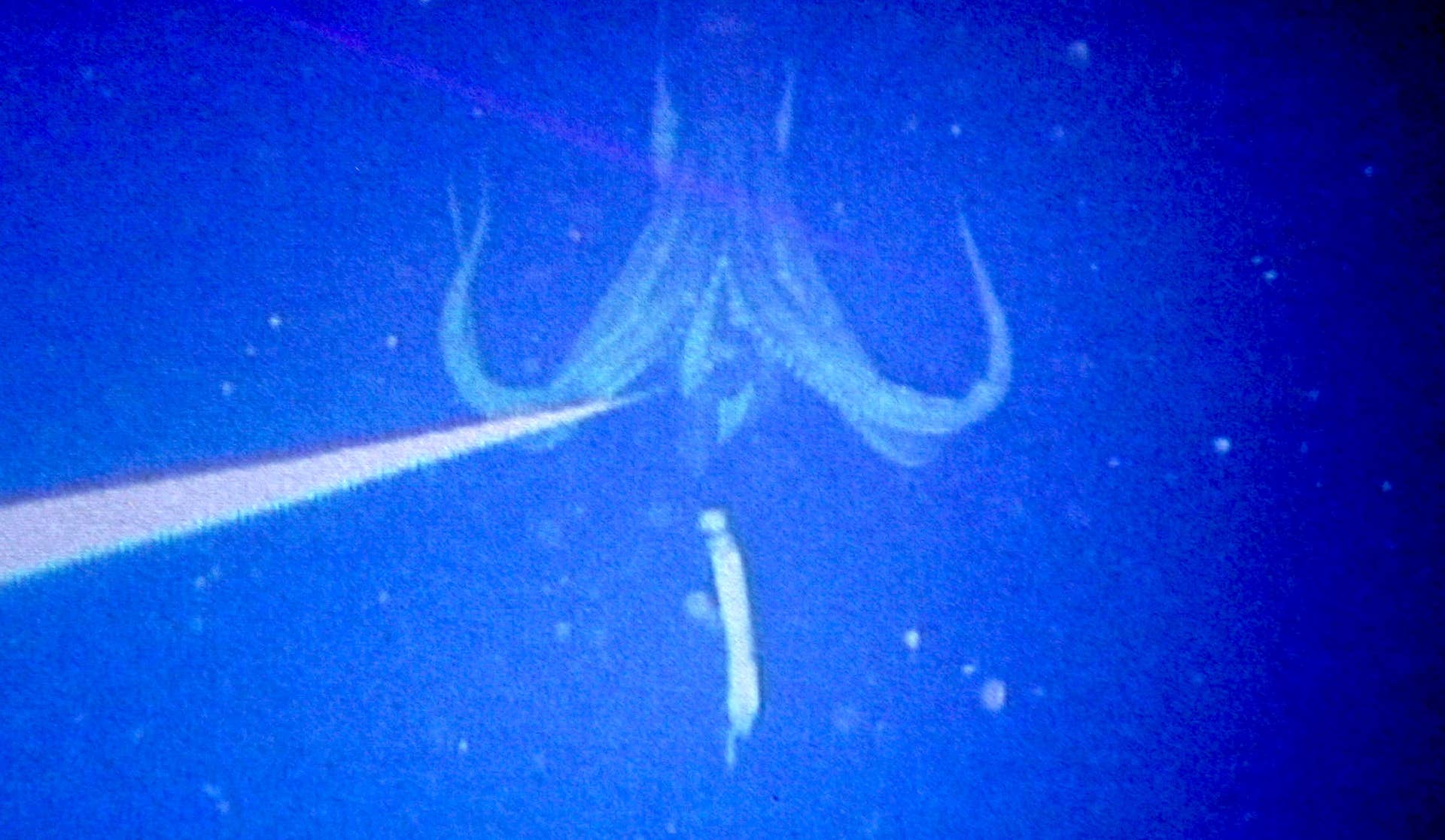 Haunting Giant Squid Surfaces in Japan in Rare Feeding Clip - Surfer
