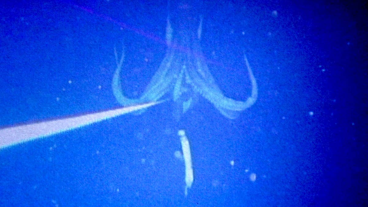 Haunting Giant Squid Surfaces in Japan in Rare Feeding Clip - Surfer