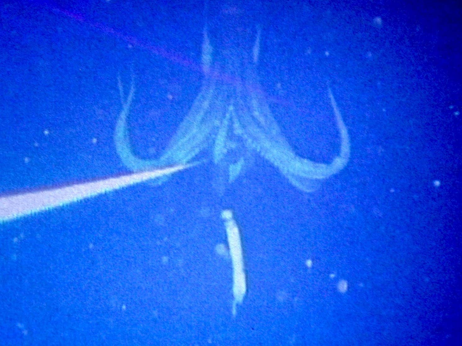Haunting Giant Squid Surfaces in Japan in Rare Feeding Clip - Surfer