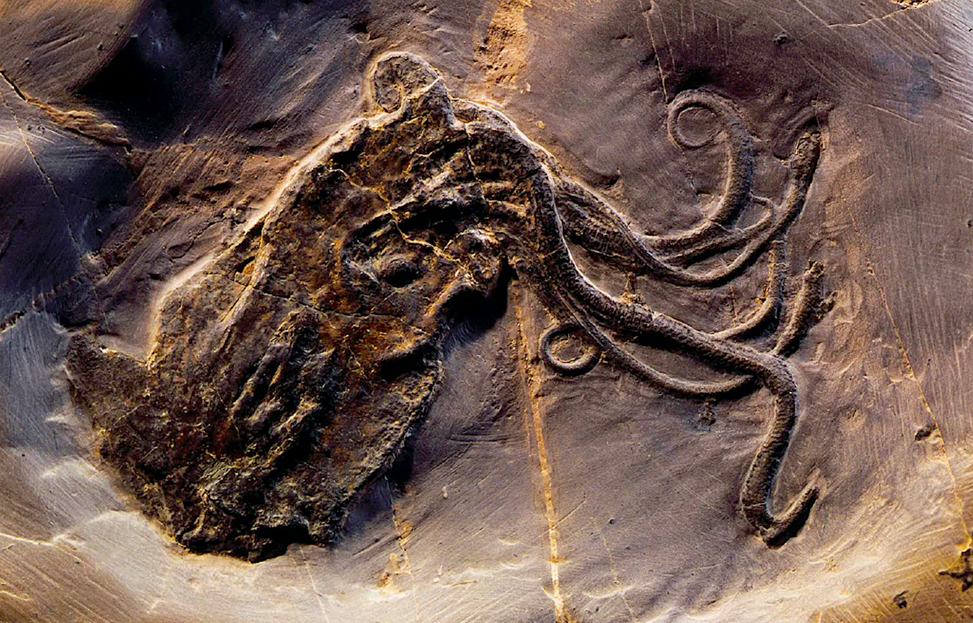 300-Million-Year ‘Oldest Octopus’ Fossil Exposed as Nautilus Cousin ...