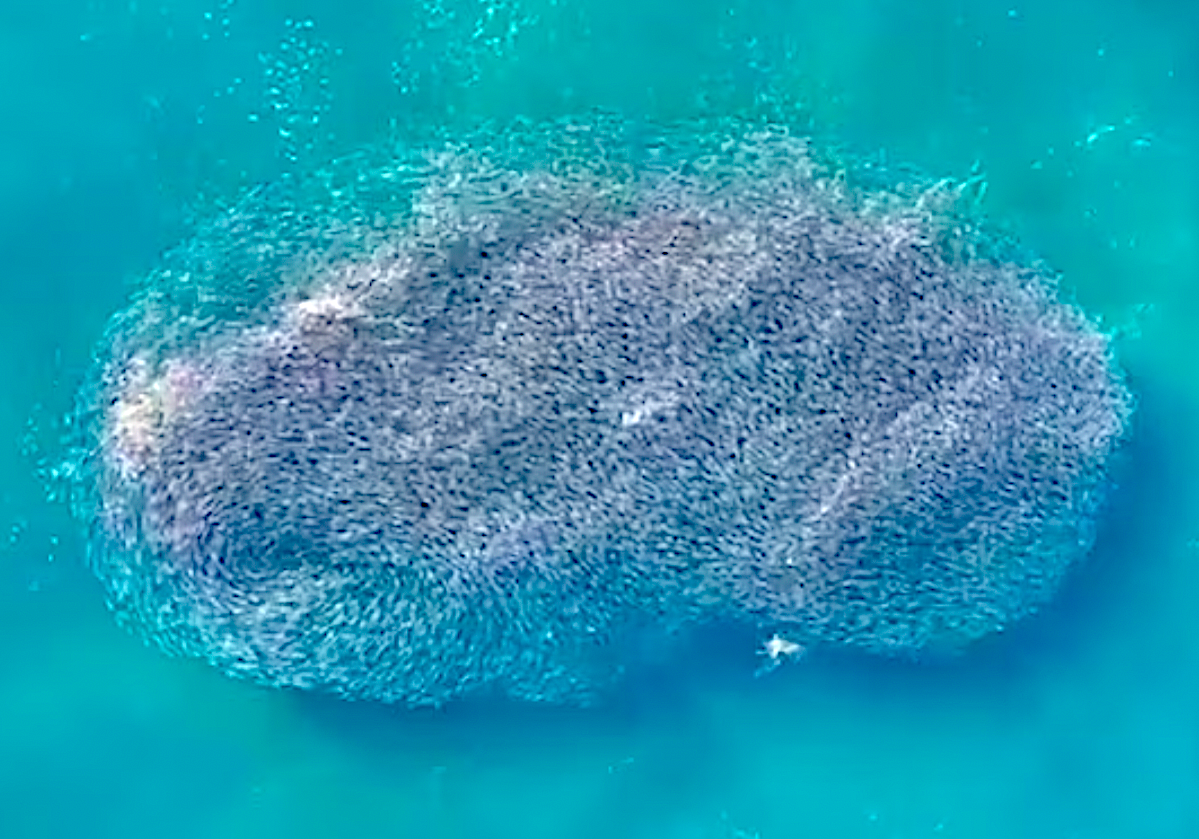 Insane Video: Sharks Swarm Bait Ball Near Aussie Swimmers - Surfer