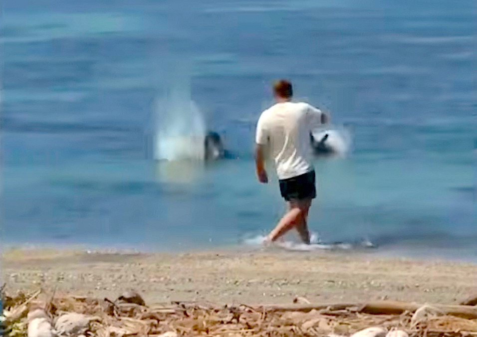 Outrage After Monk Seal Attacked in Hawaii (Video) - Surfer