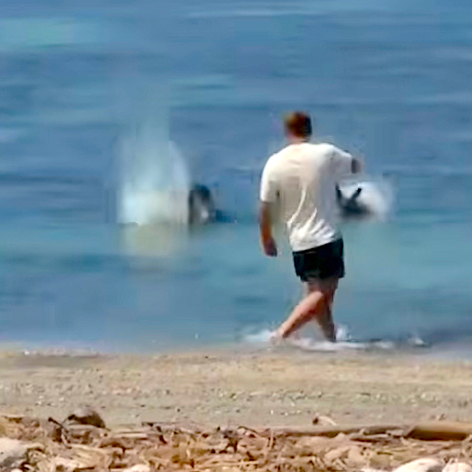 Outrage After Monk Seal Attacked in Hawaii (Video) - Surfer