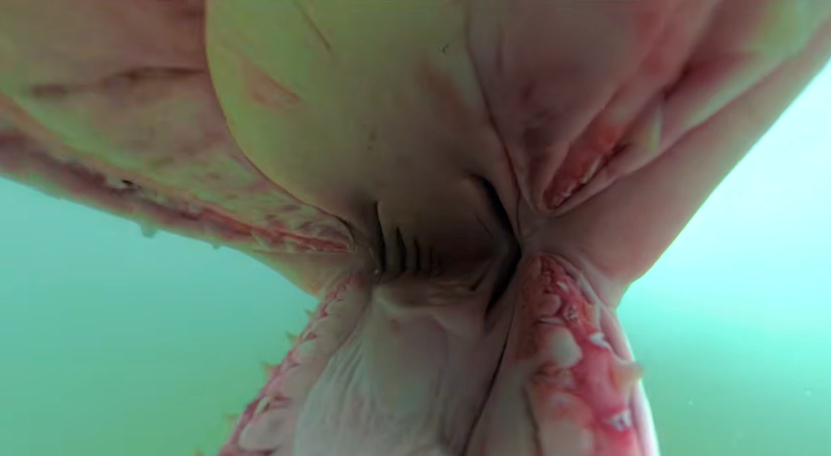 Great White Shark Swallows Camera in Wild SoCal Encounter (Video)