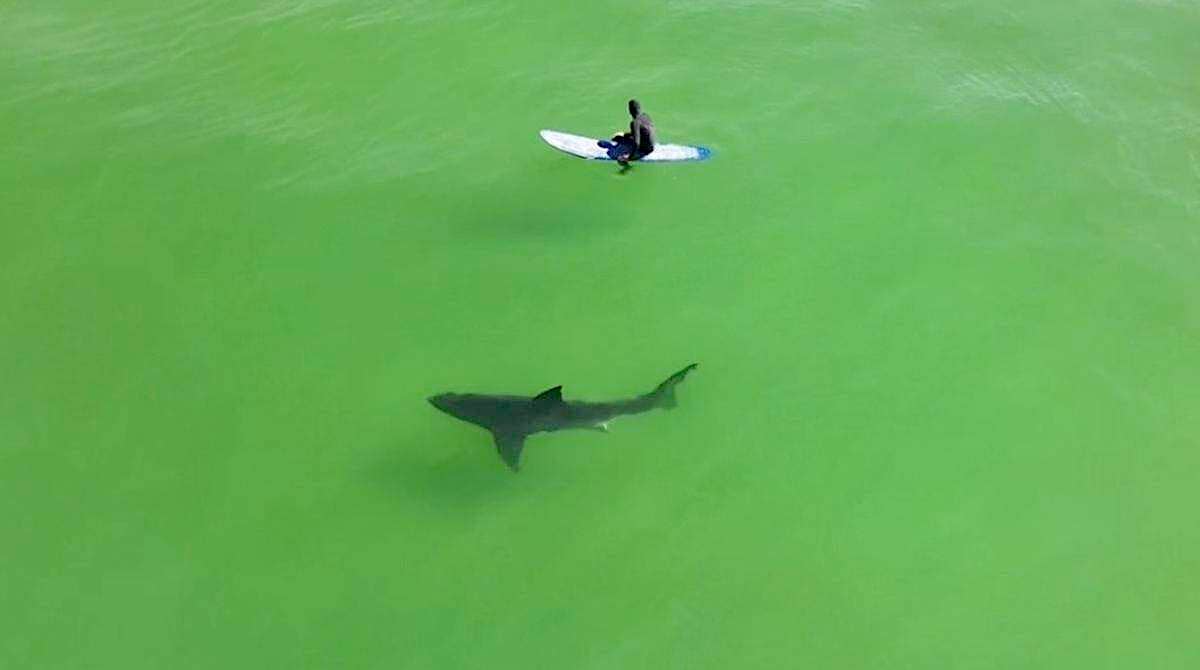10ft Great White Shark Sniffs CA Surfers in 'Insane' Drone Footage (Video)