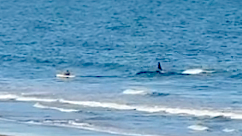 Killer Whale Stalks Terrified Kayaker in Shallow Water (Video)