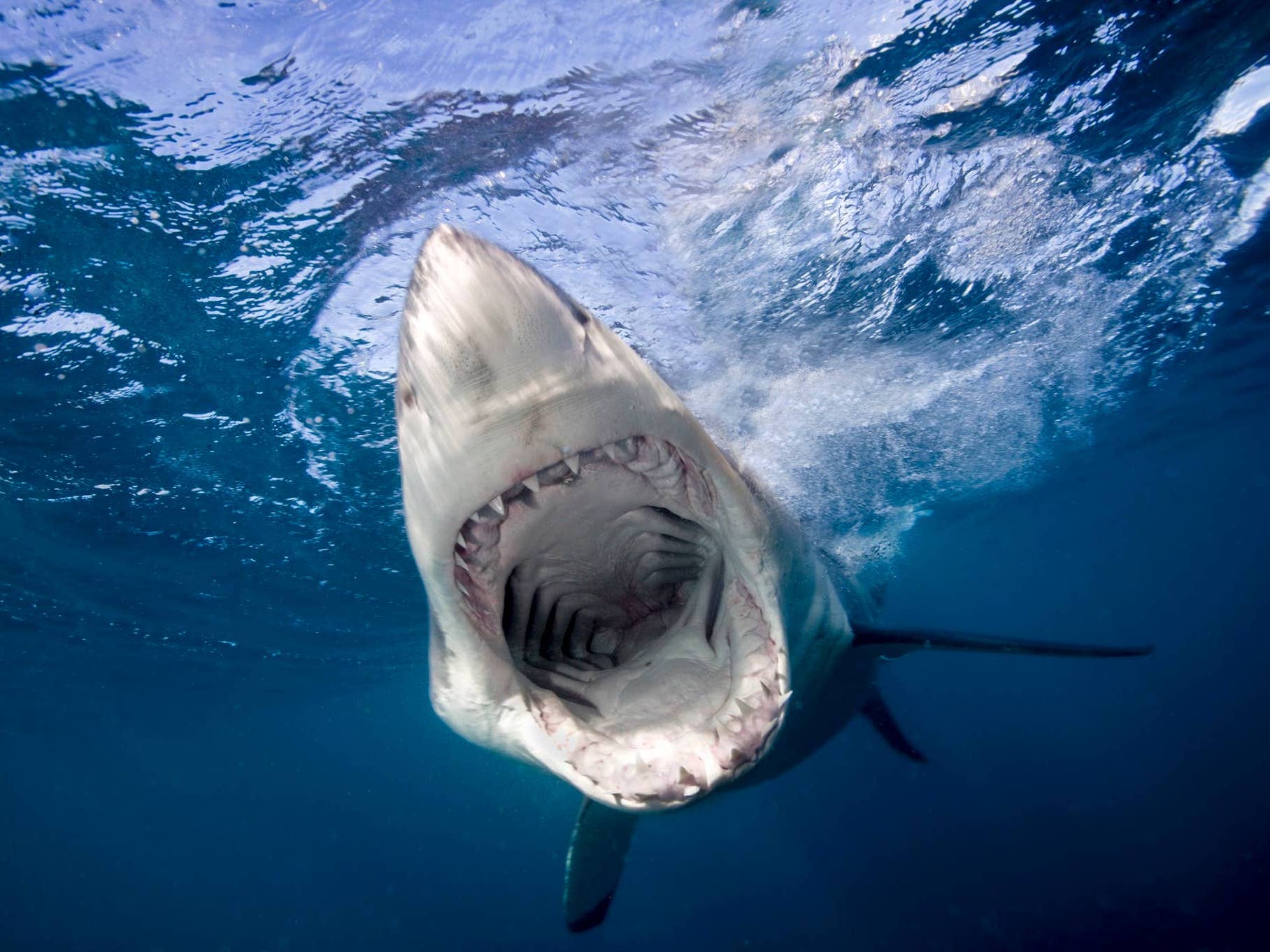 Deadly Shark Attacks Rise at Beaches Popular with Surfers (Report) - Surfer