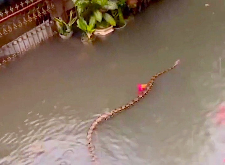 16ft Python Swims Through Flooded Bali Streets in Heavy Rains - Surfer