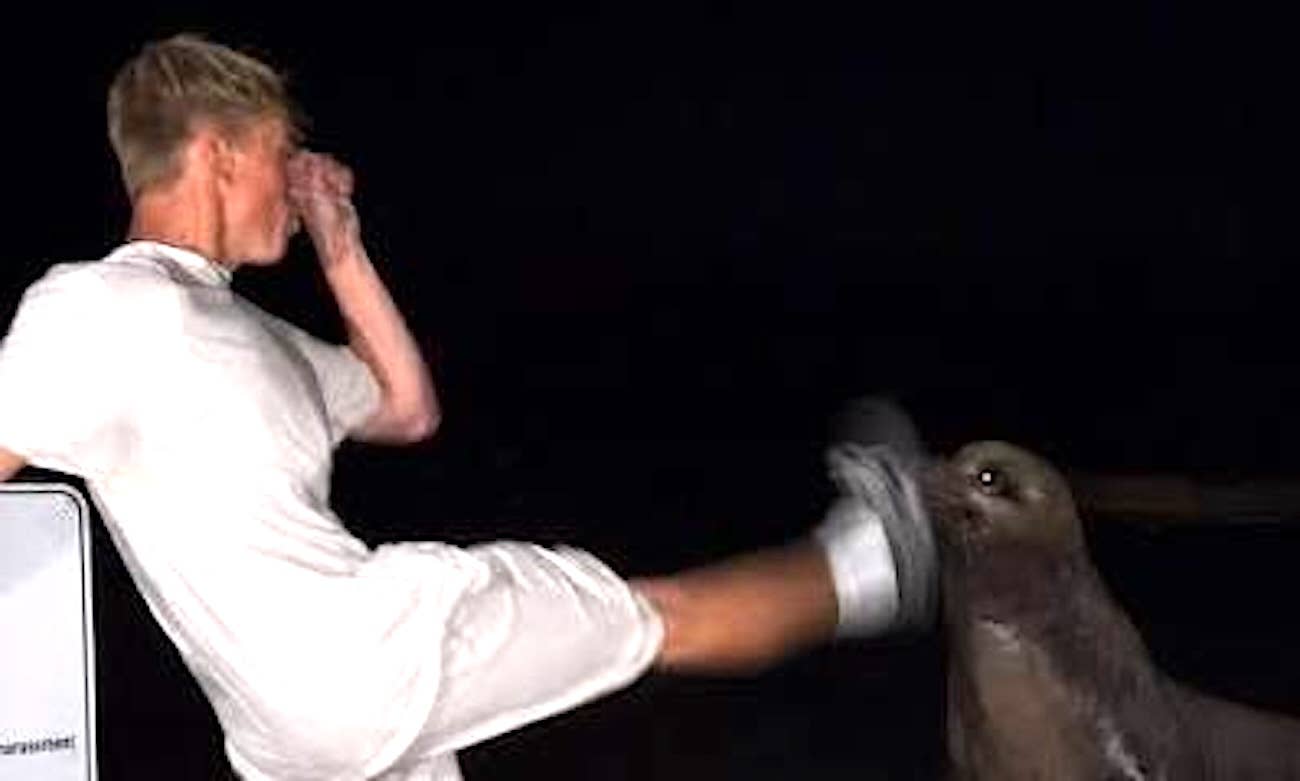 Man Kicks Sea Lion at La Jolla Cove Sparking Outrage (Video) - Surfer