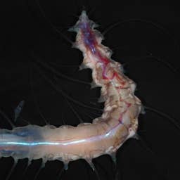 5 Terrifying Deep-Sea Discoveries That Look Straight-Up Alien