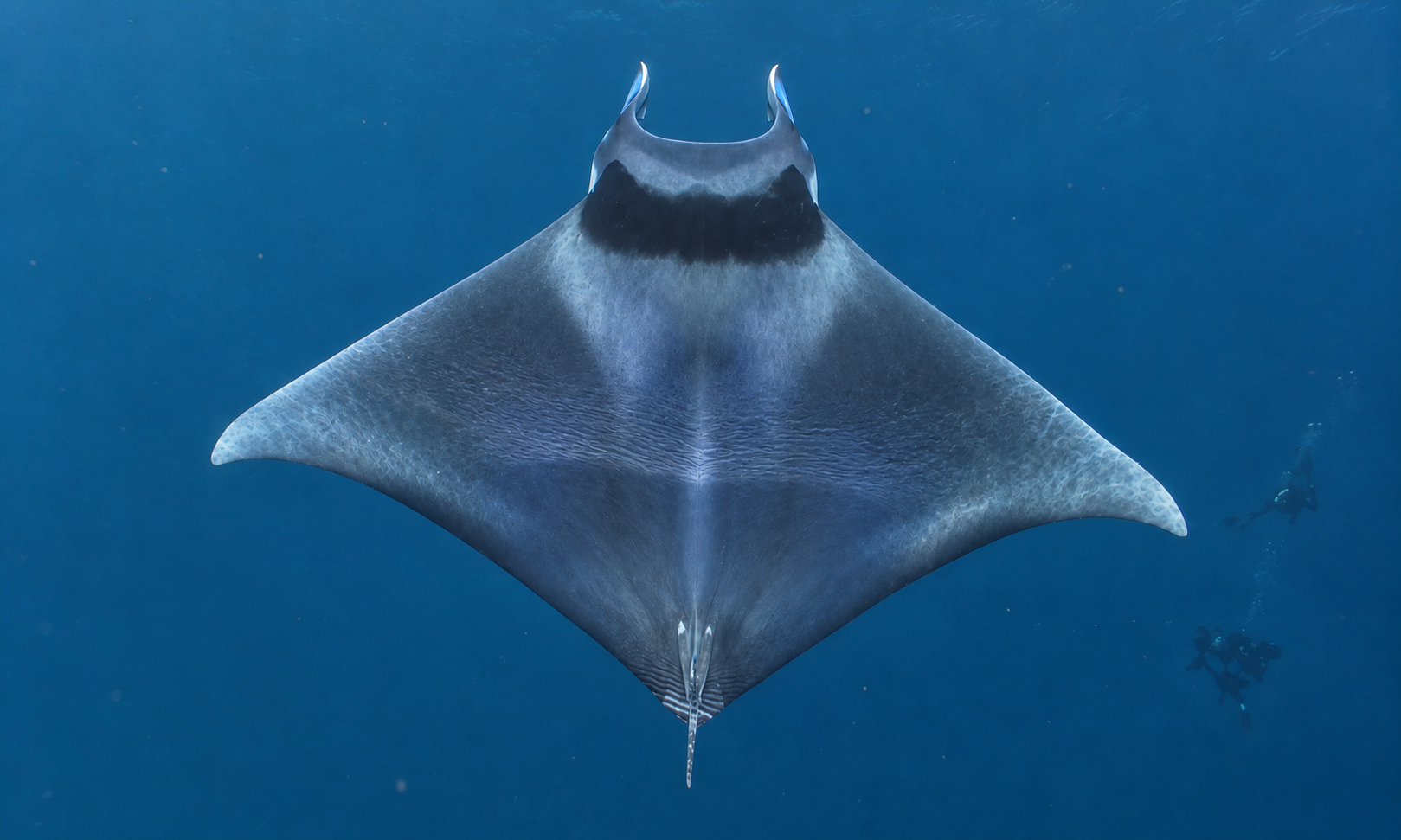 Devil Rays Rare Spinetail Devil Rays Spotted Off San Diego (Video) - Surfer
