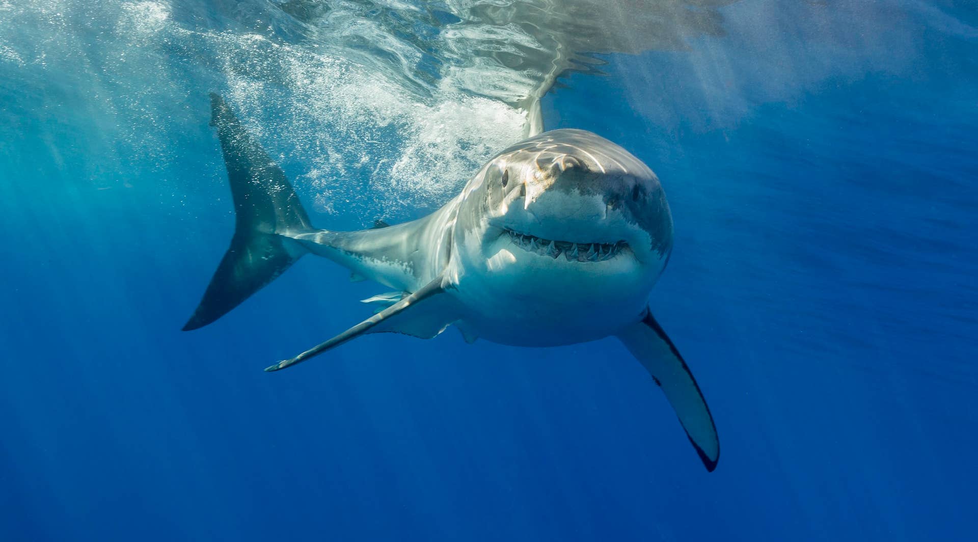 20-Foot Great White Shark Kills Swimmer in Western Australia ‘Like a Scene Off Jaws’ (Video)