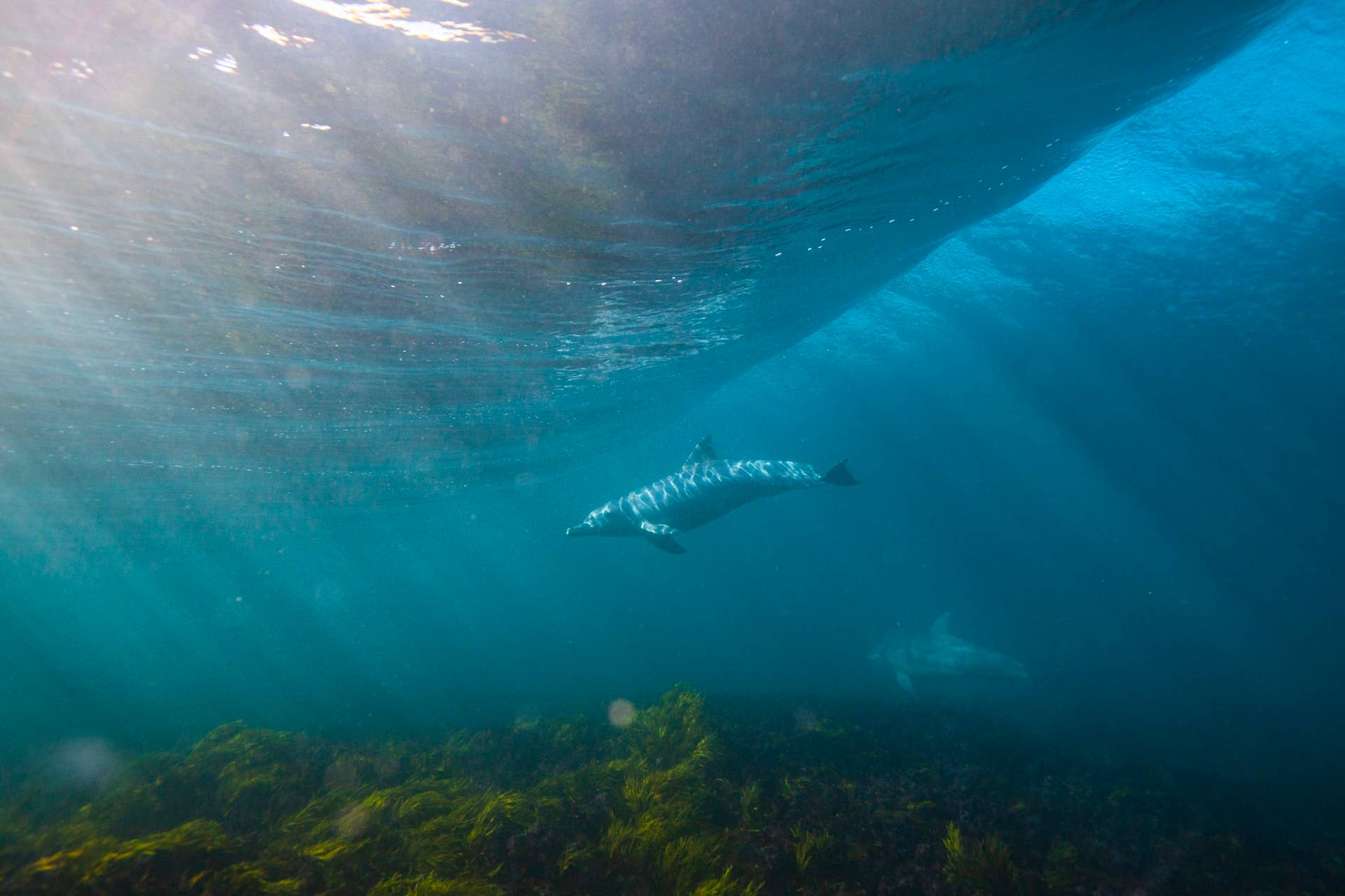 Why Dolphins Surf Like Us, According to a Marine Biologist