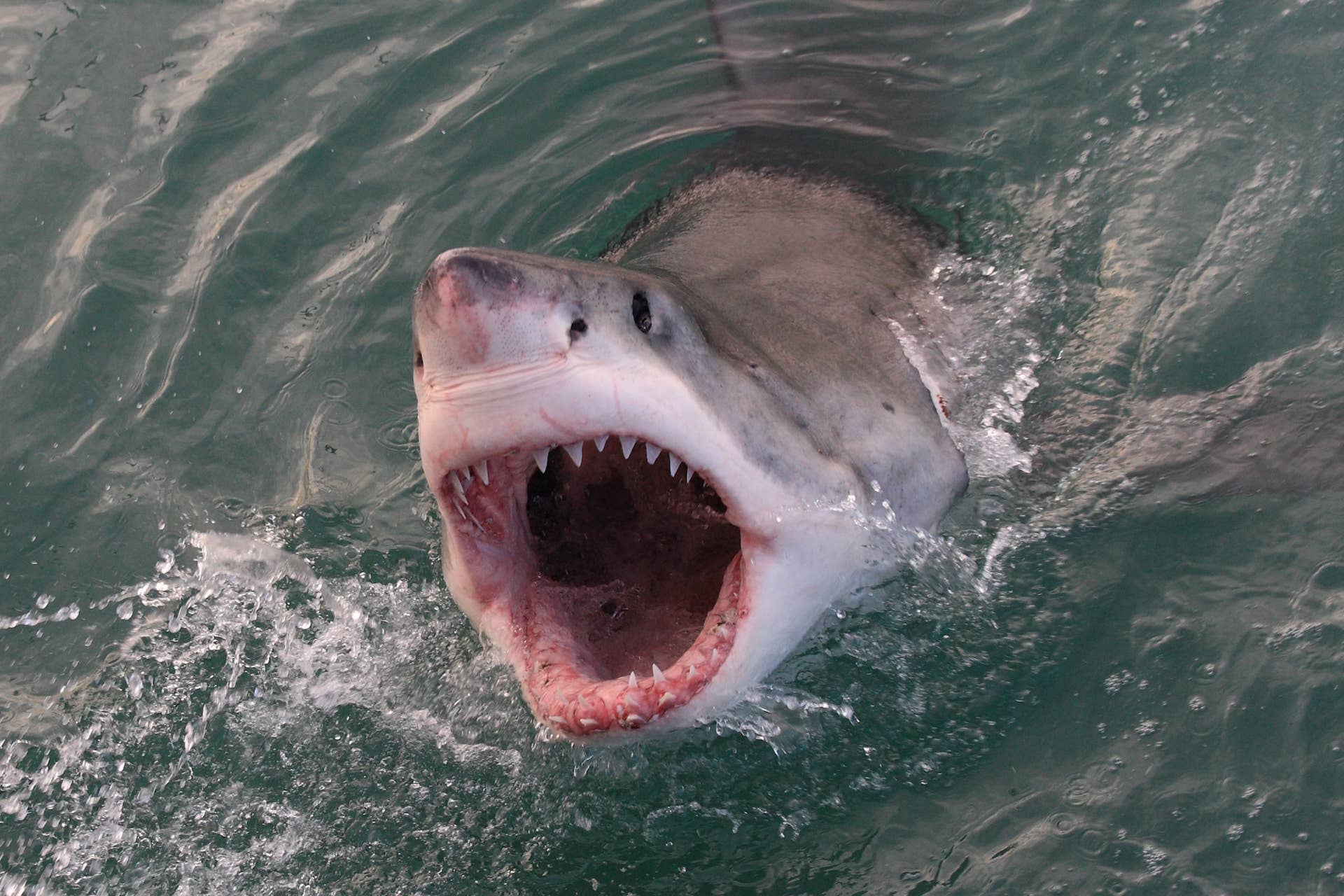 ‘Kill the Shark’: Western Australia Issues Rare Great White Hunt After Fatal Attack