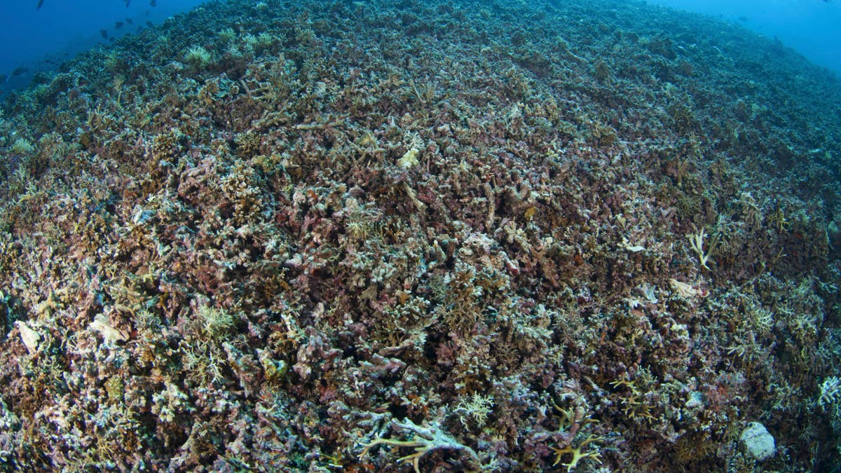 There's a Reef in Indonesia That's Bombed Every Hour of Every Day