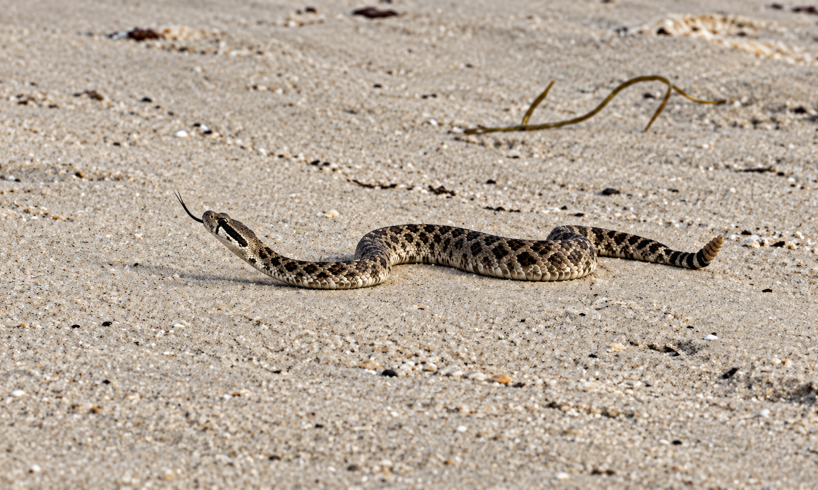 Rattlesnake Crawls Out of the Surf at Crystal Cove Beach (Video)