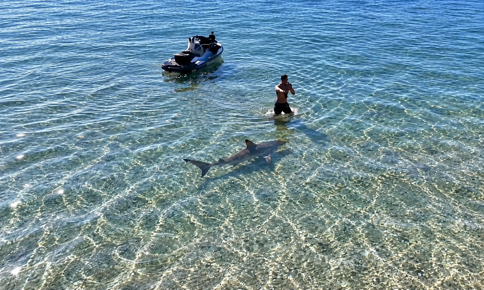 Brodie Moss Plays Tag With a Tiger Shark in Insane New Viral Clip (Video)