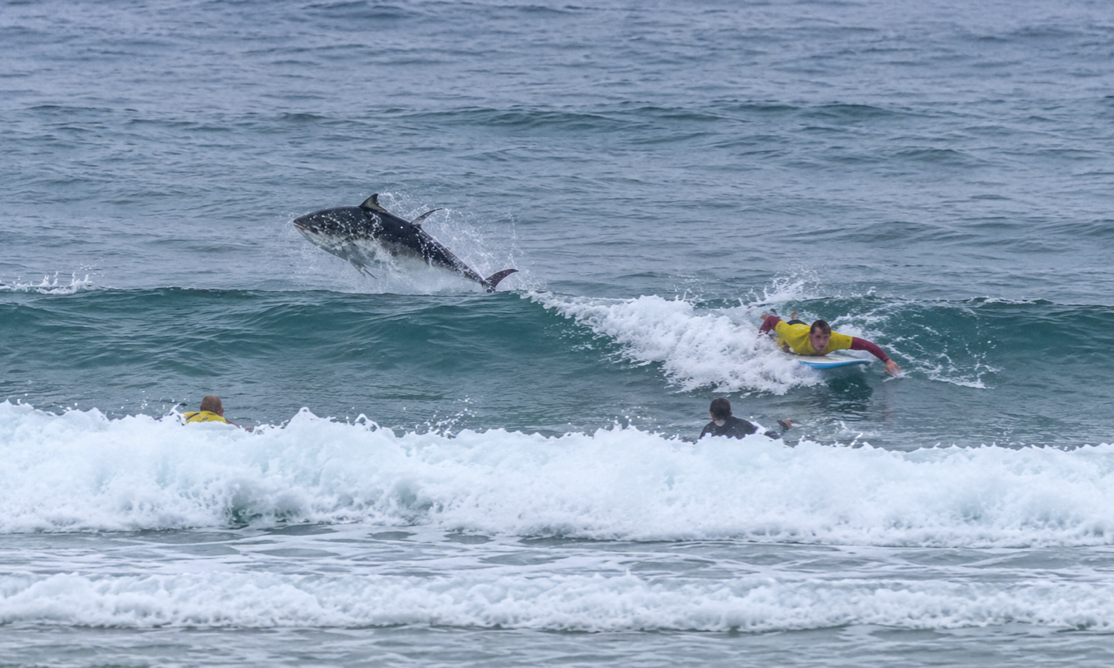 Massive Bluefin Tuna Explodes Out of UK Lineup and Nearly Lands on Surfer (Video)