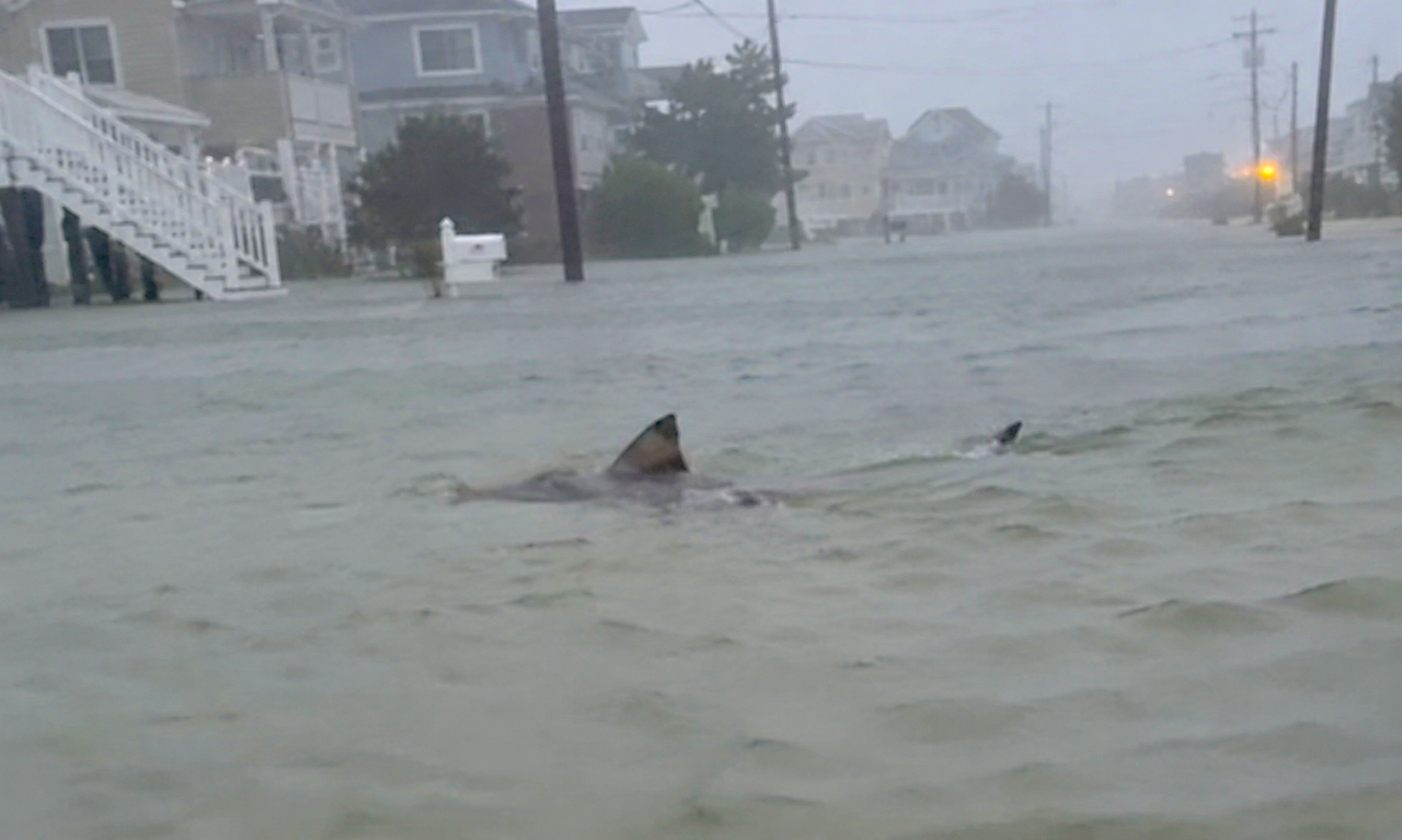 Shark Swims Through Flooded New Jersey Street as Deadly Nor’easter Pummels East Coast (Video)