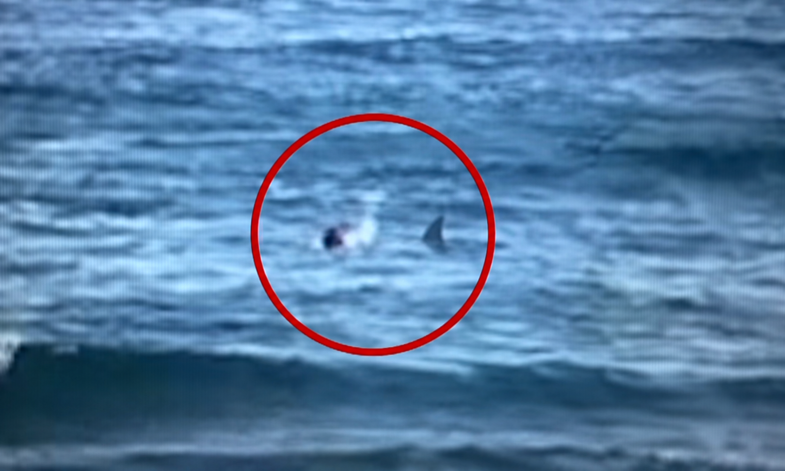 Watch: Shark Rams 53-Year-Old Surfer Off His Board in Australia