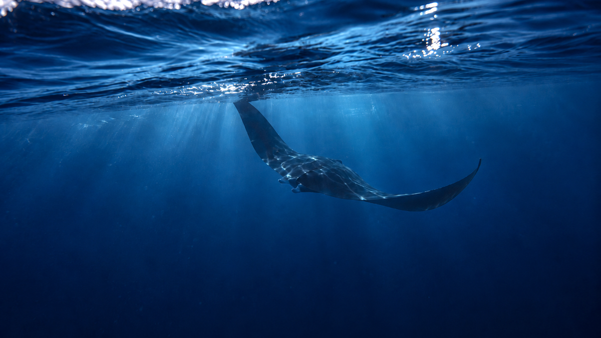 29-Foot Endangered Manta Ray Stuns San Diego as Tropical Waters Surge (Video)