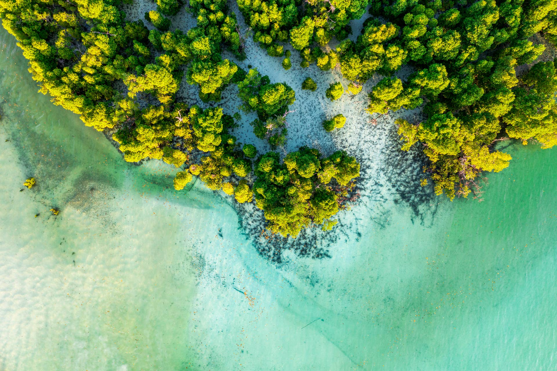Image source - https://www.surfer.com/news/how-humans-and-mangroves-can-fend-off-climate-chaos-and-storm-havoc