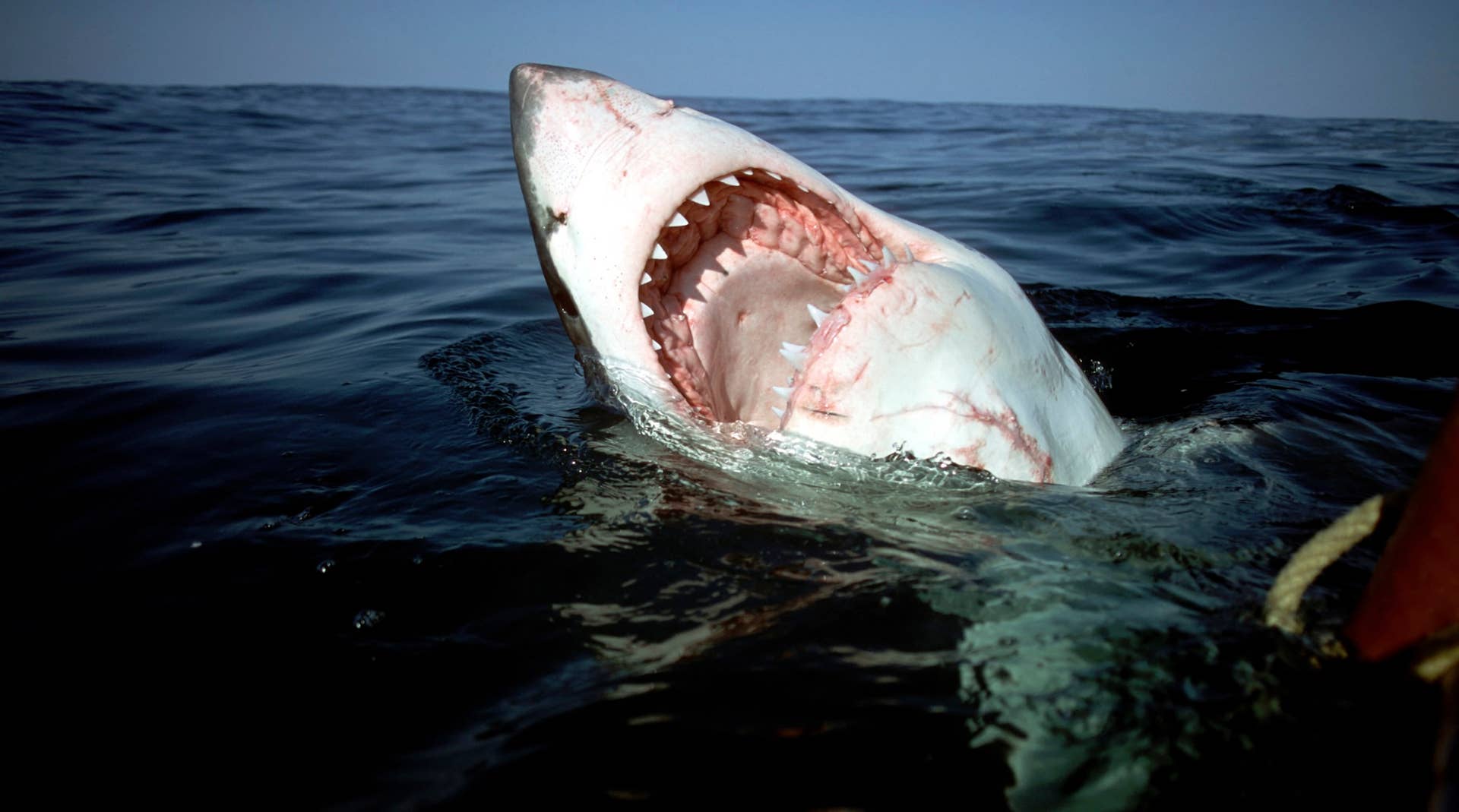 12-Foot Great White Showing ‘Aggressive Behavior’ Triggers Huntington Beach Shutdown (Video)