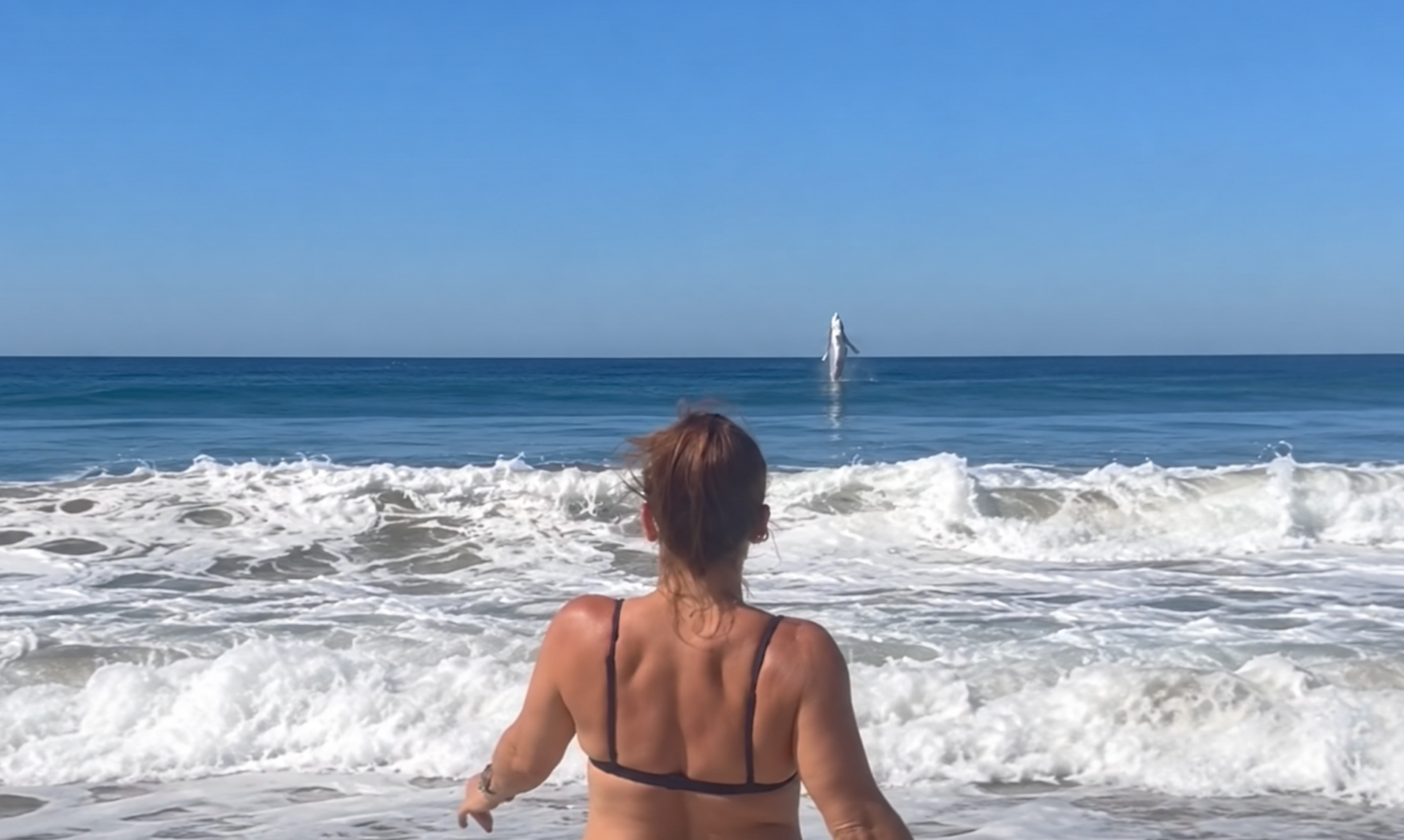 Great White Shark Breach Stuns Marina Beach As Viral ‘Fake’ Photobomb Proven Real (Video)