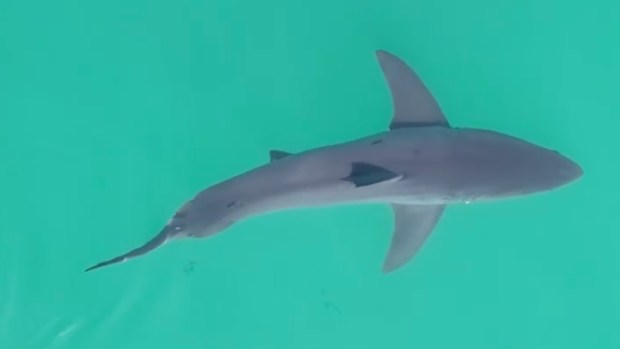 Cal State Long Beach's Shark Lab seeks funding to keep doors open great white shark southern california