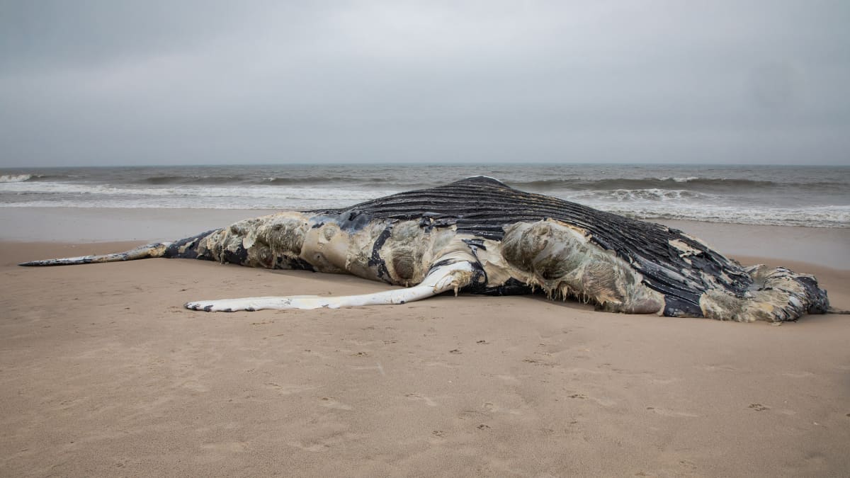 Why more dead whales are washing up on U.S. beaches : NPR