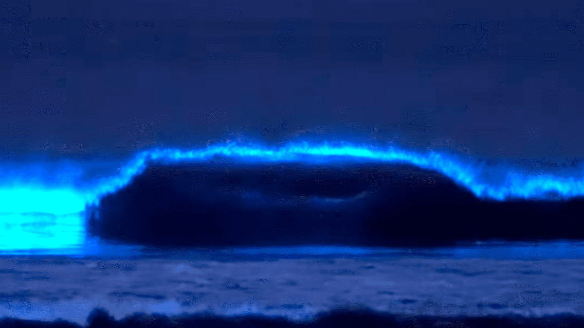 Bioluminescent, glowing waves are back in OC, boat tours launch – Orange  County Register