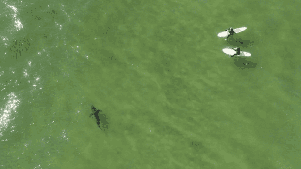 Video: Great White Shark Cruises Lineup with Surfers at Pismo Beach