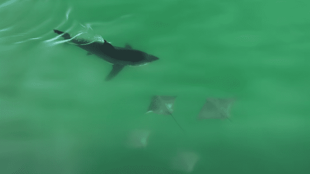 Video: Great White Sharks Hunt Bat Rays, Risk Fatal Injury in Rare