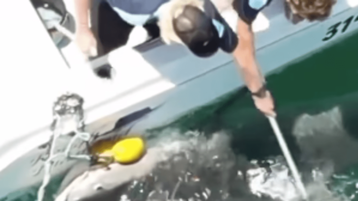 Queensland Shark Culling Incident Exposes Brutal Practice - Surfer Shark  Watch