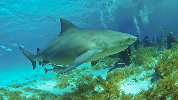 Bull new arrivals shark watch