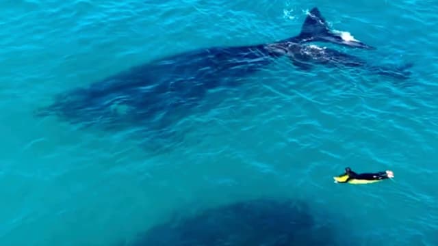 Tiger top shark watch