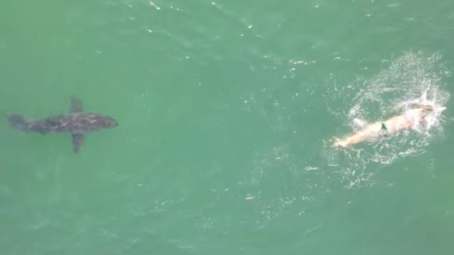 Shark online bite watch