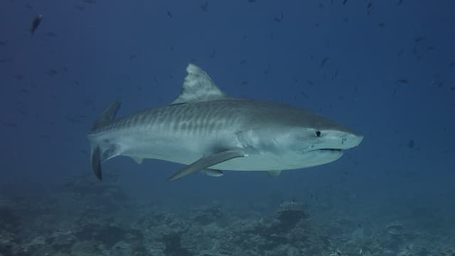Tiger shark watch top