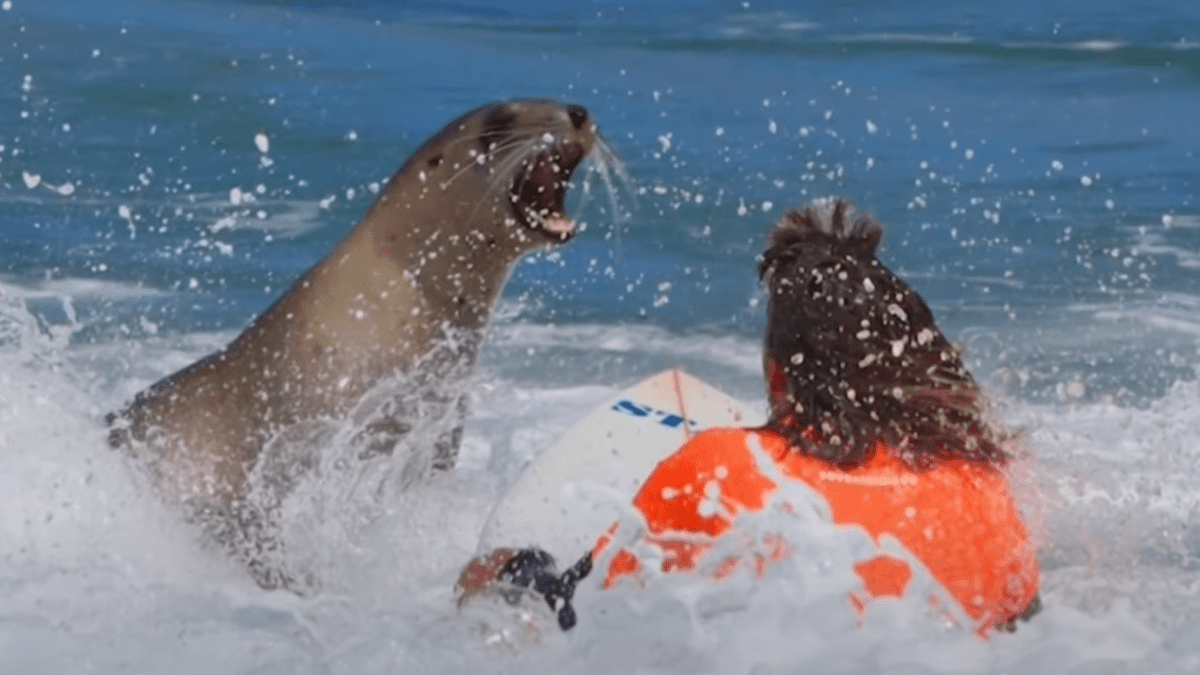 Surfing sea lions discount