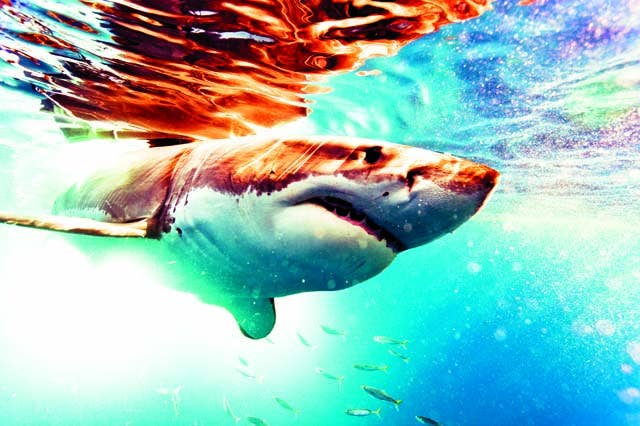 Unlikely Allies | SURFER Magazine - Surfer