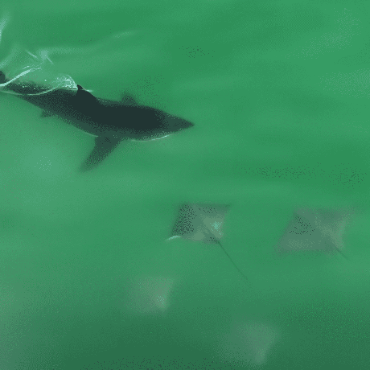 Video Great White Sharks Hunt Bat Rays, Risk Fatal Injury in Rare Drone Footage pic