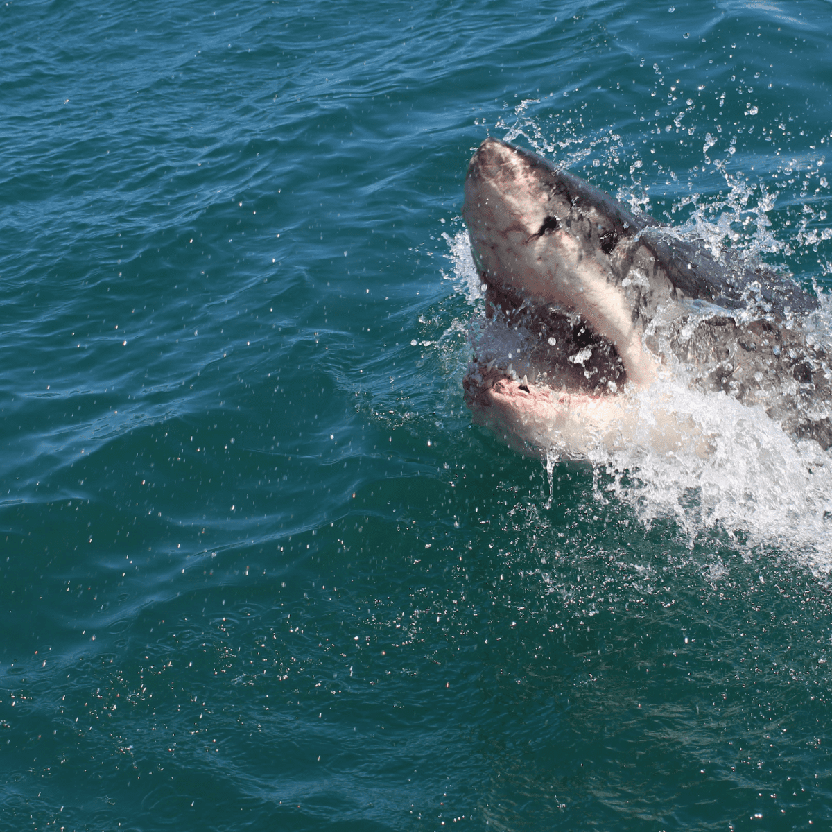 Watch When Sharks Attack